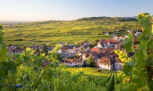 Wine Route
